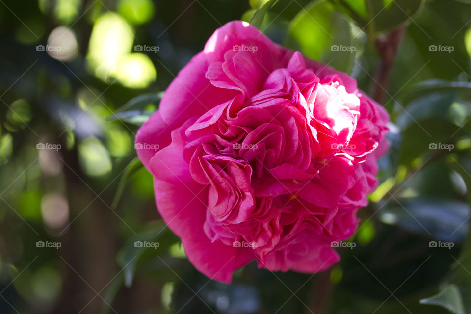 Camillia in the Sun