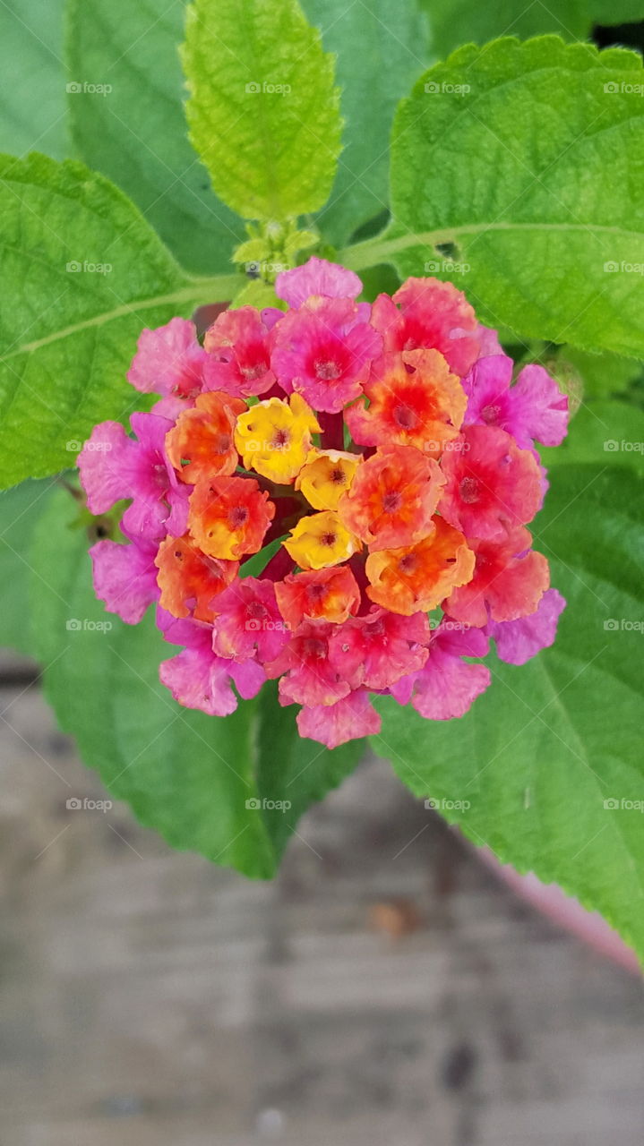 Verbena. Closeup of very colorful verbena bloom