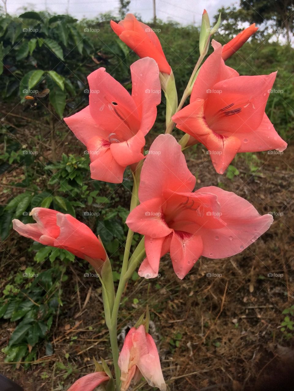 Flores pink 