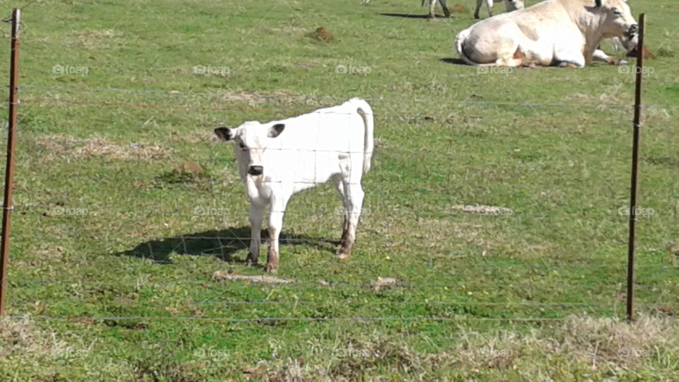 baby calf in field