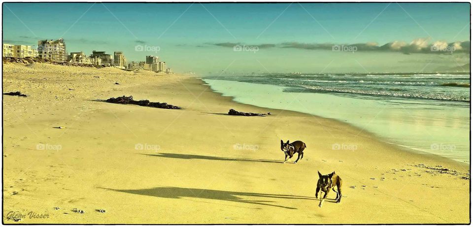 Our Boston terriers playing on the beach.