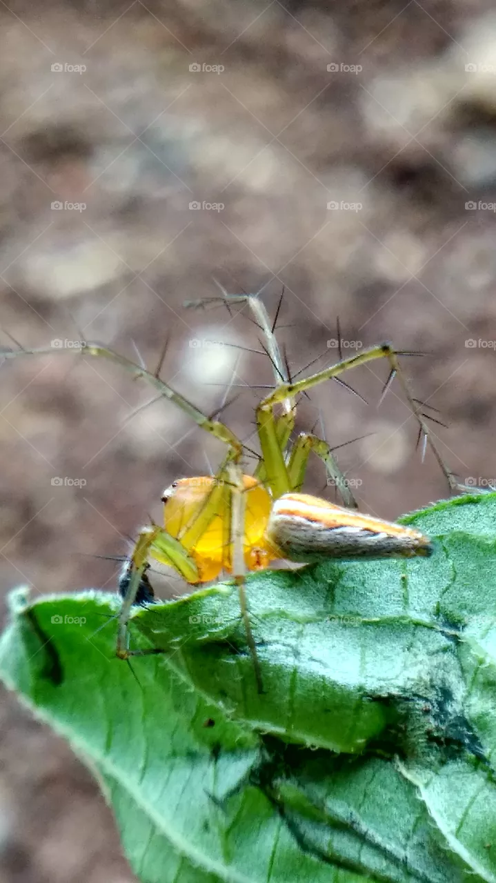 insect