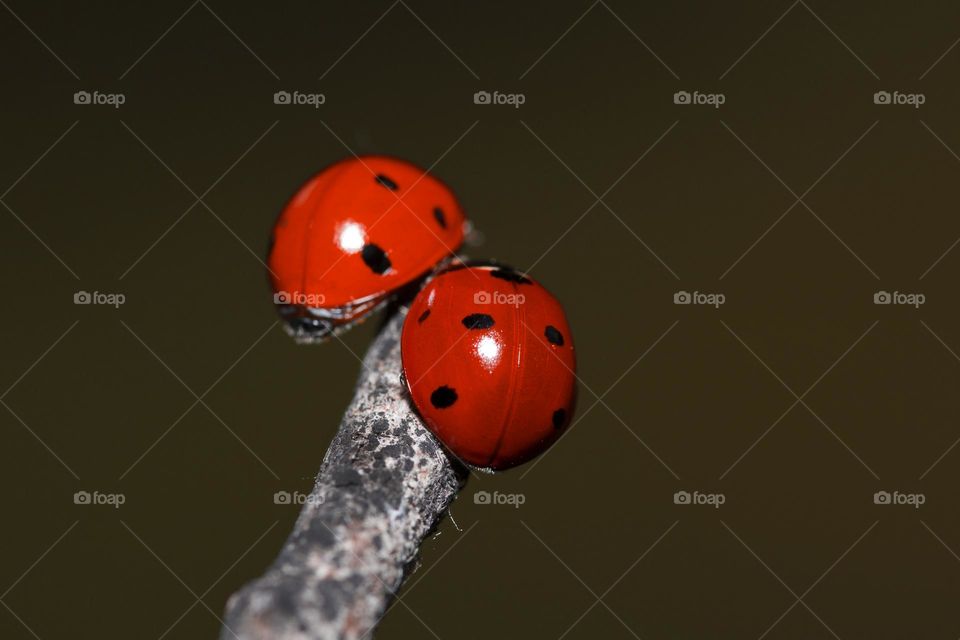 Macro shot of couple ladybugs