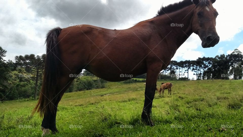 animal horse paisagem