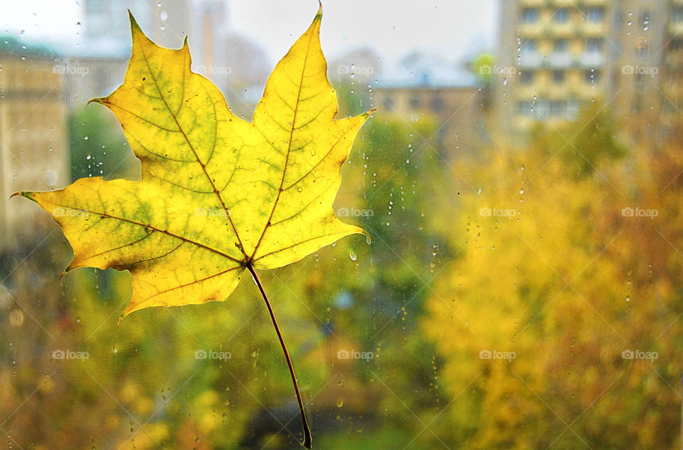 golden autumn. the golden maple leaf is on the rainy autumn winow