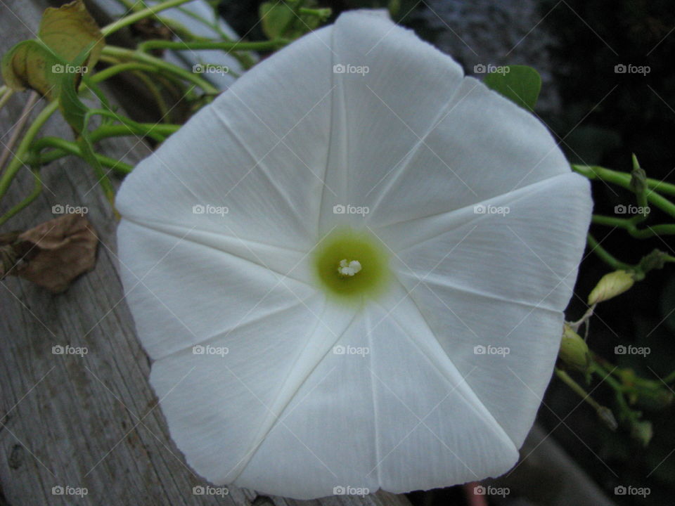 Angelic White