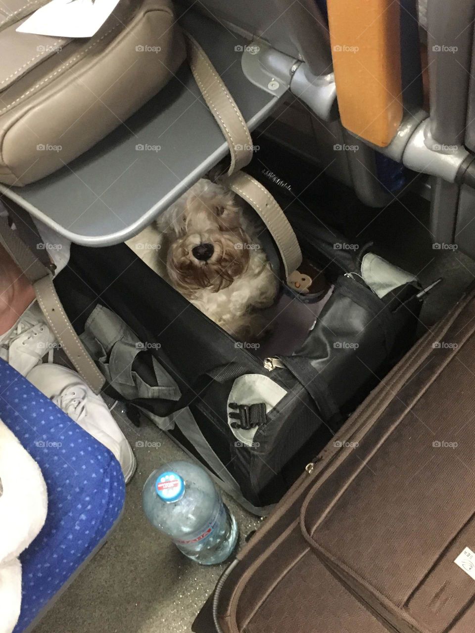 Cute dog inside the suitcase in the train