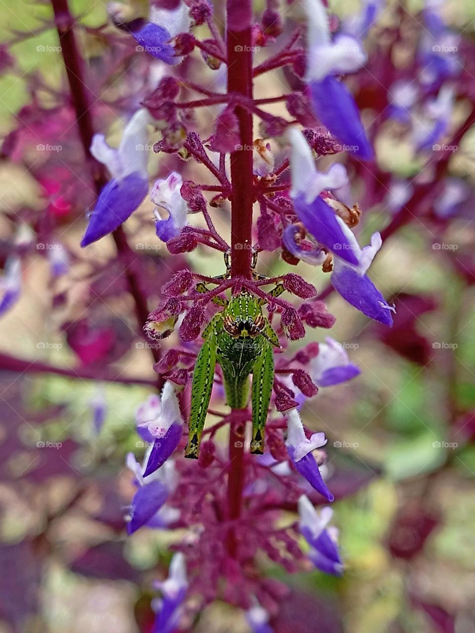Flower and grasshopper.