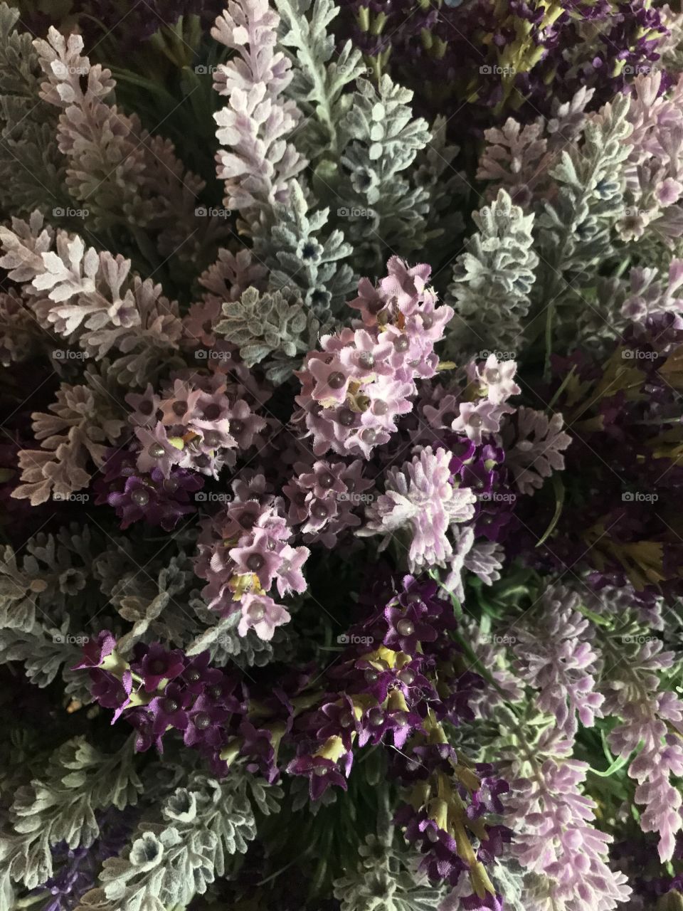 Lilacs Closeup