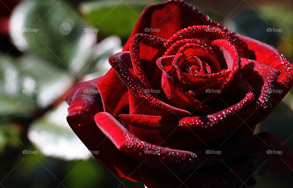 Rose with dew