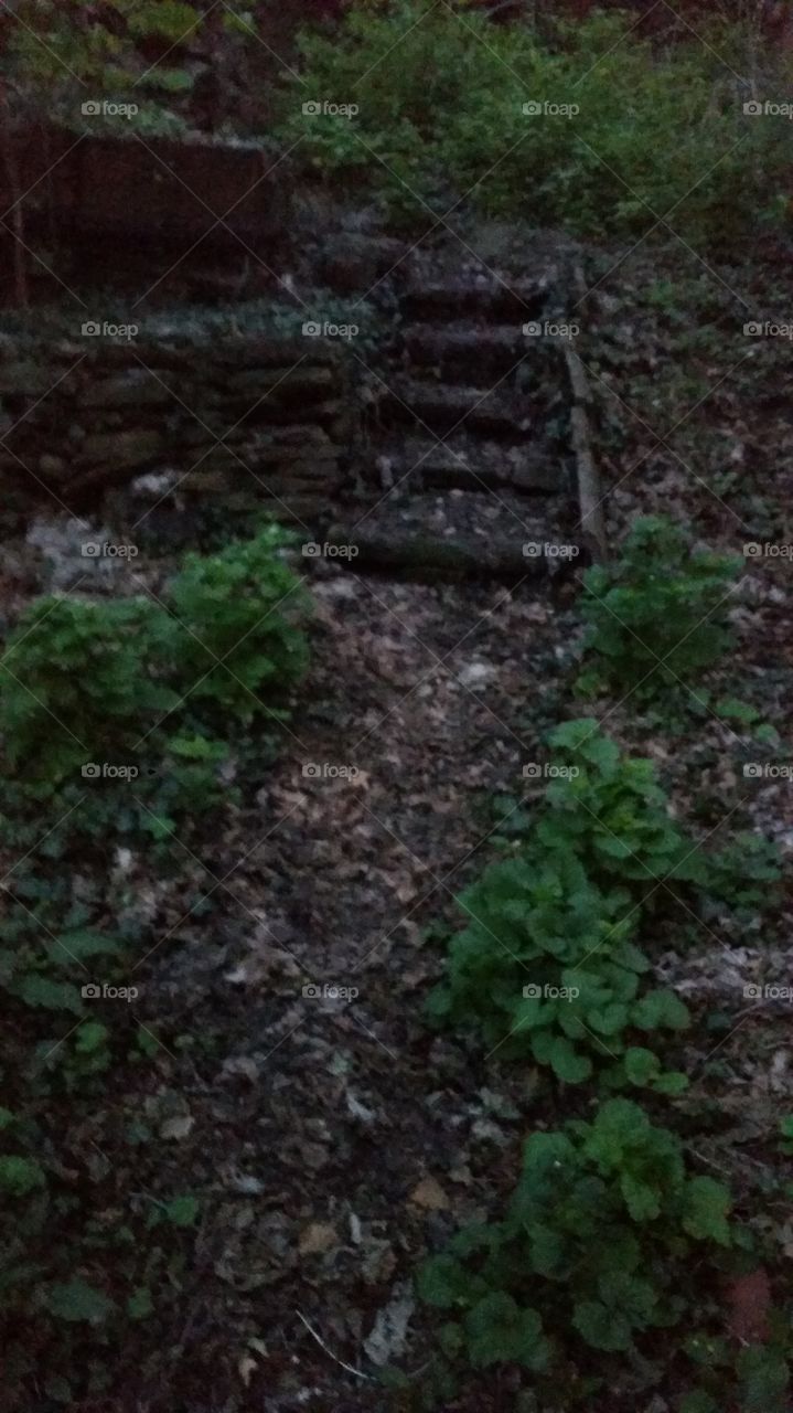 forest steps