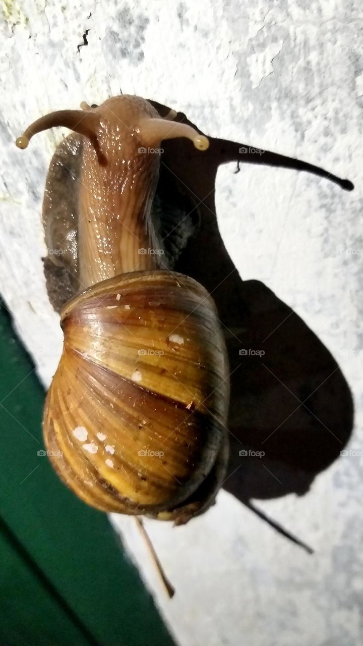 conch crawling on the wall