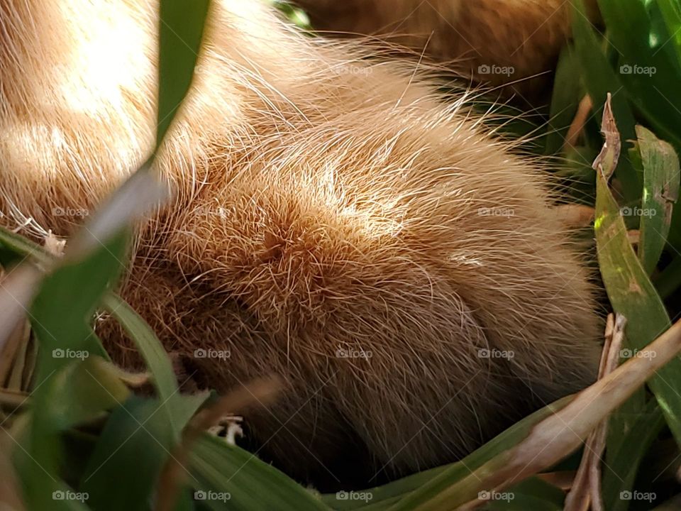 Orange tabby paws in the grass beautifully illuminated by sunlight peering through the blade of grass.