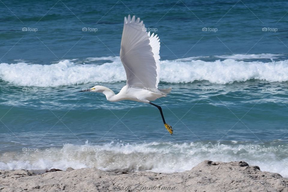 Bird takes flight by the sea.. 