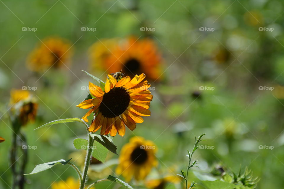 Orange sunflower 