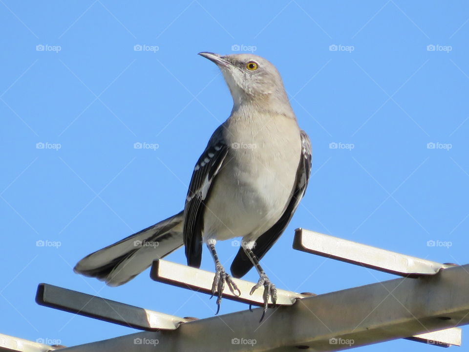 To Photograph a Mockingbird 