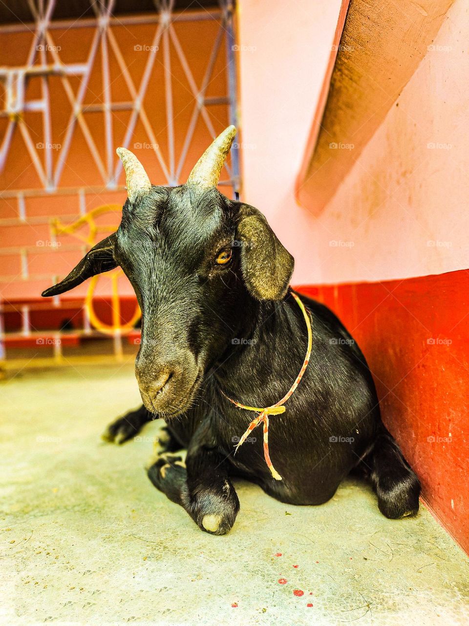 I took the picture of this goat. The picture of the goat is very beautiful.  This picture is a picture of our village goat.