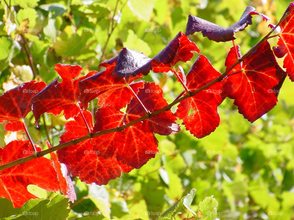 green red leaves leaf by kshapley