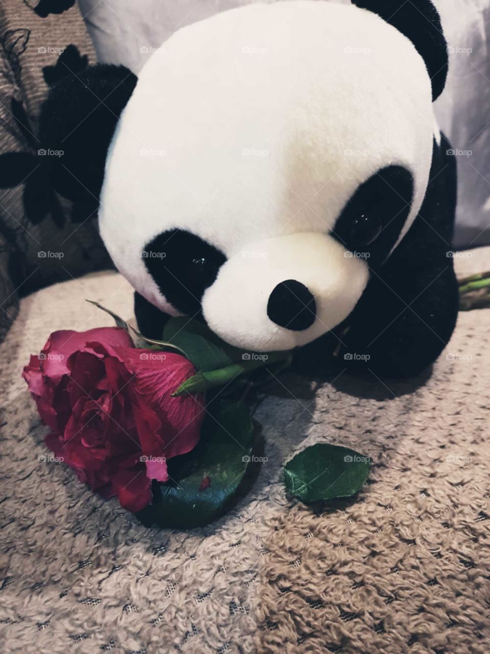 A rose with panda