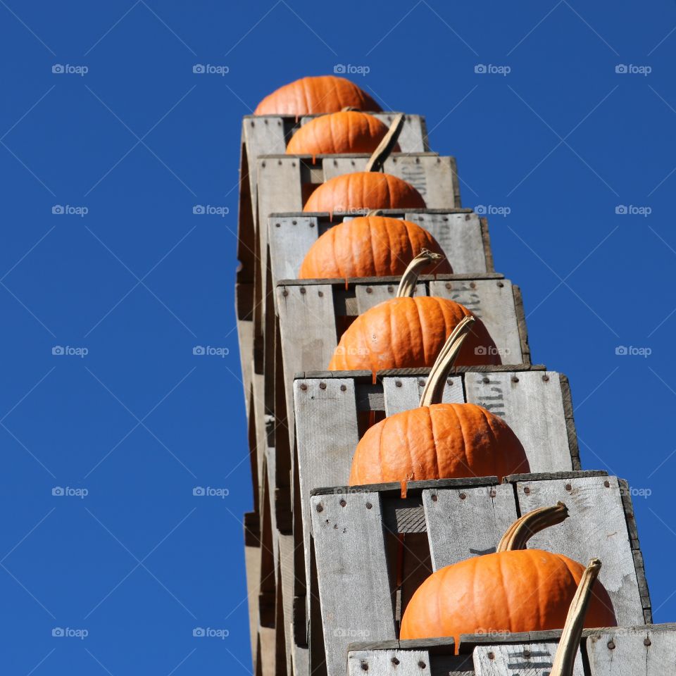 pumpkins to the sky