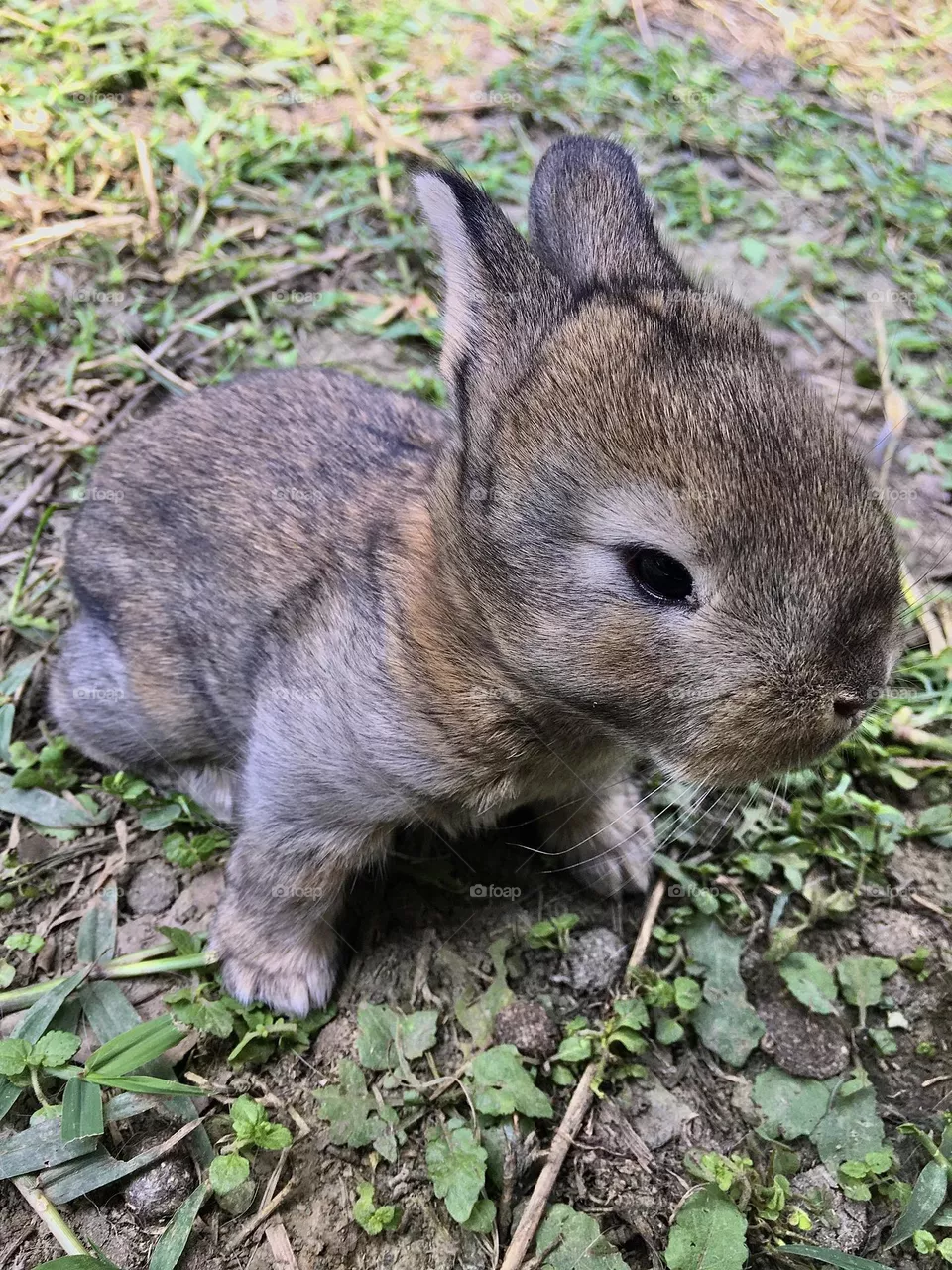 Rabbit 