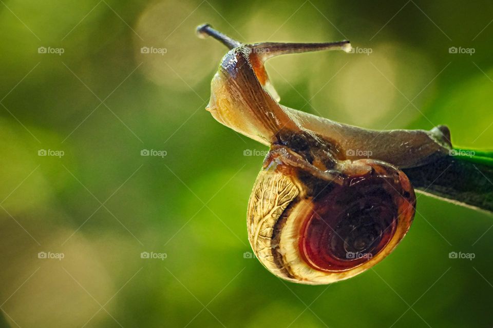 Dance Snail