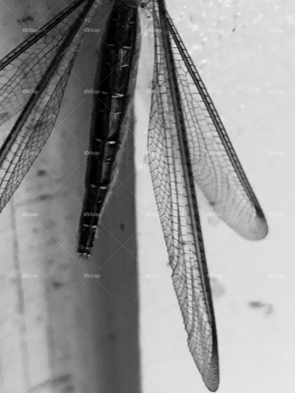 Black and white closeup of a dragon flys wings last night next to the front door- he did not come in lol