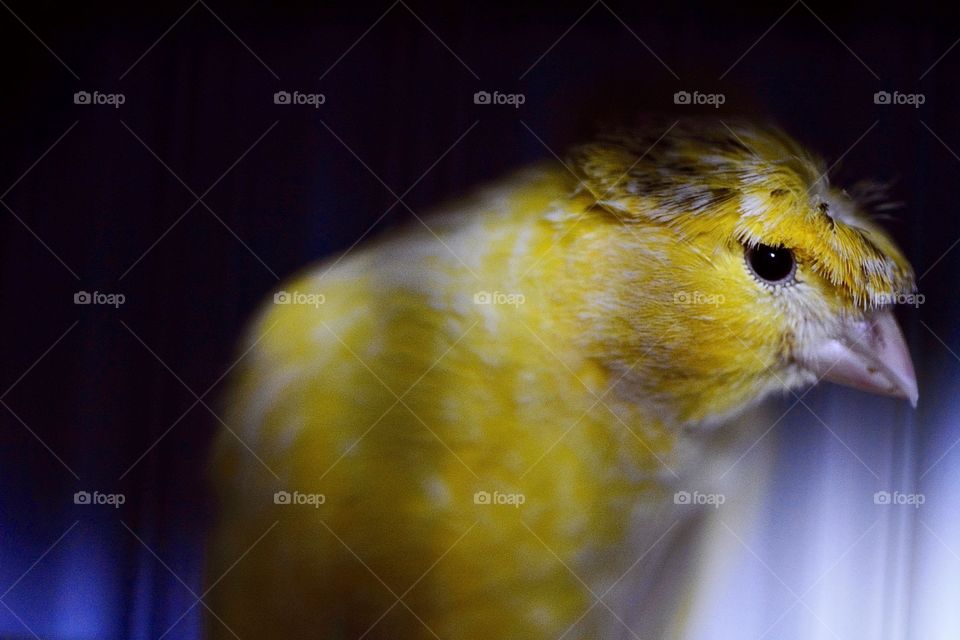 Cute little yellow bird 