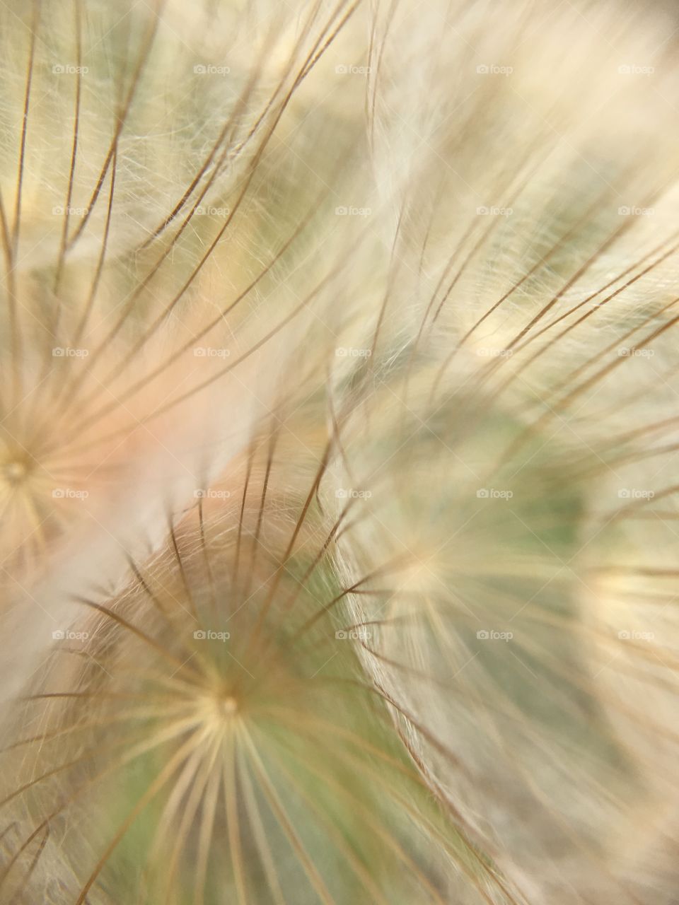 Giant dandelion 