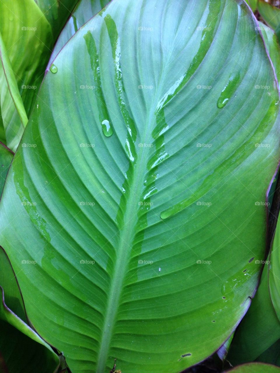 Leaf