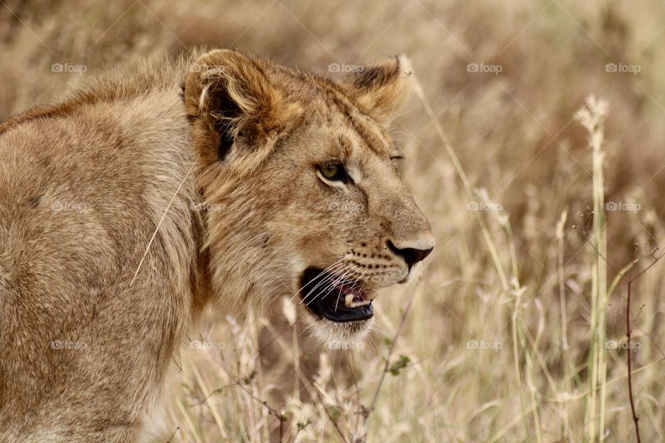 Beautiful lion in Tanzania. The unique wildlife.
