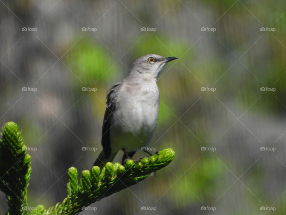 Florida Gray bird perched on a Norfolk pine against a green gray background