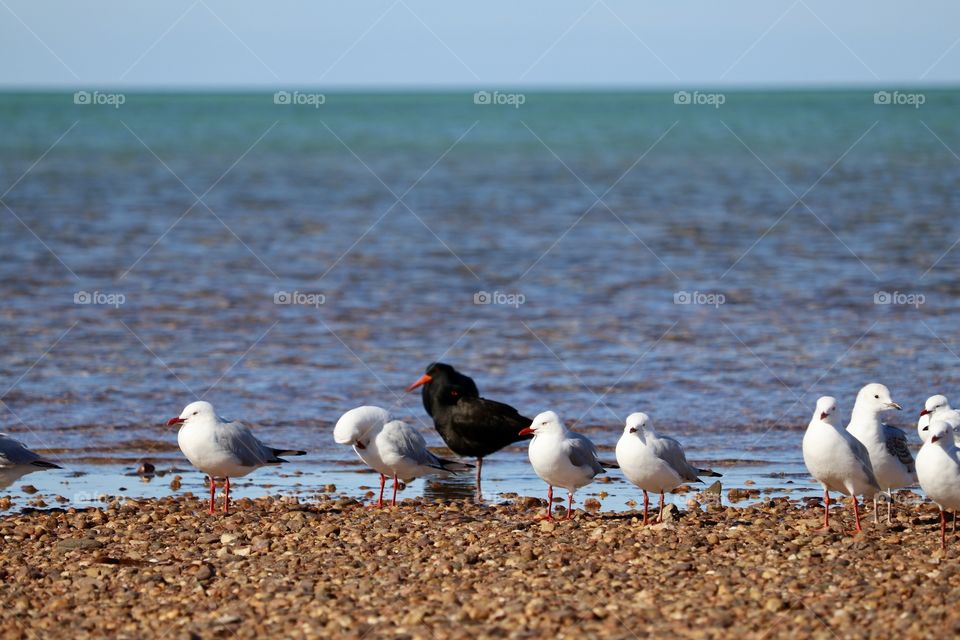 South Australian seabirds including a Sooty Oyster Catcher (black bird) among a group of seagulls wading in the ocean 