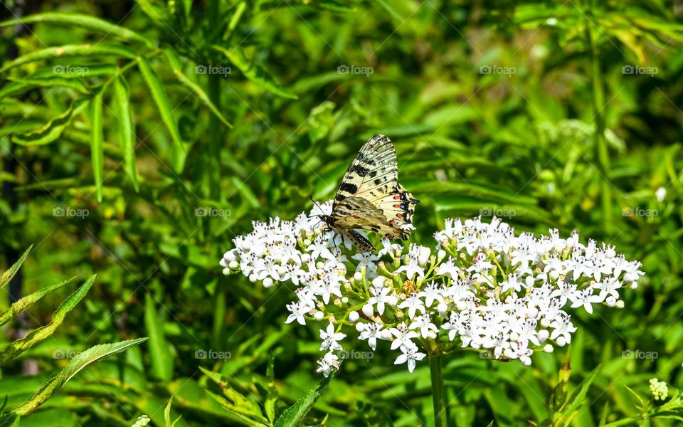 The beauty of spring