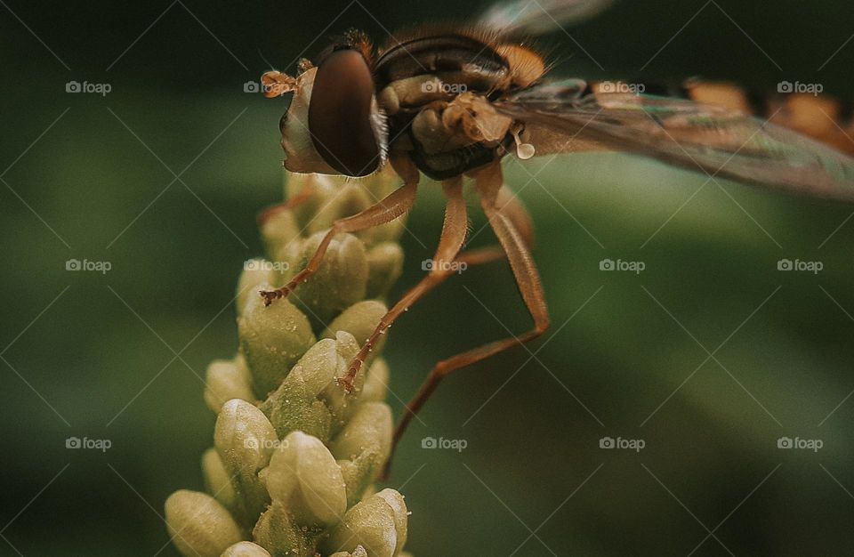 Macro photo of a frightened insect