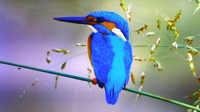 solitario
