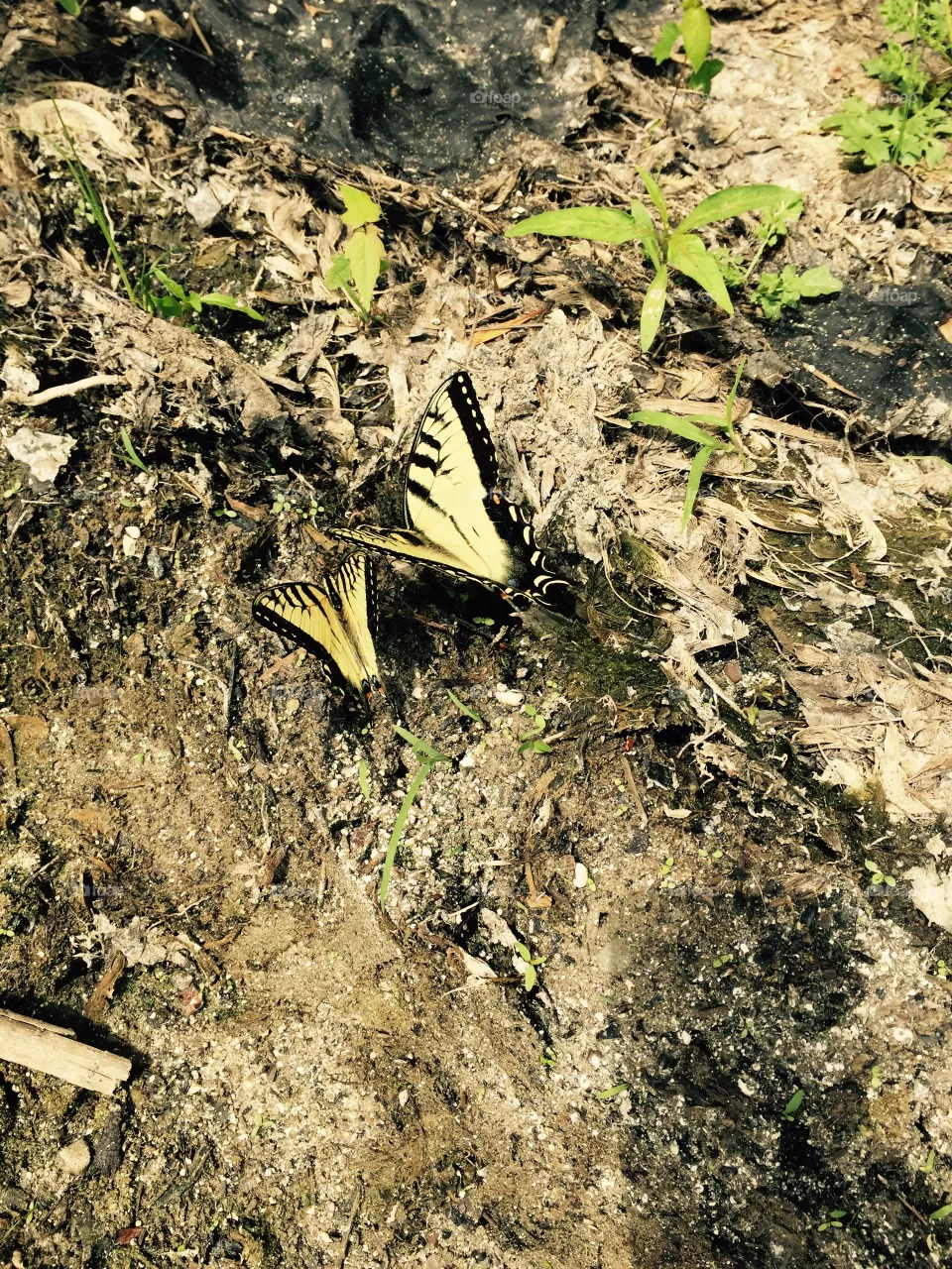 Butterflies