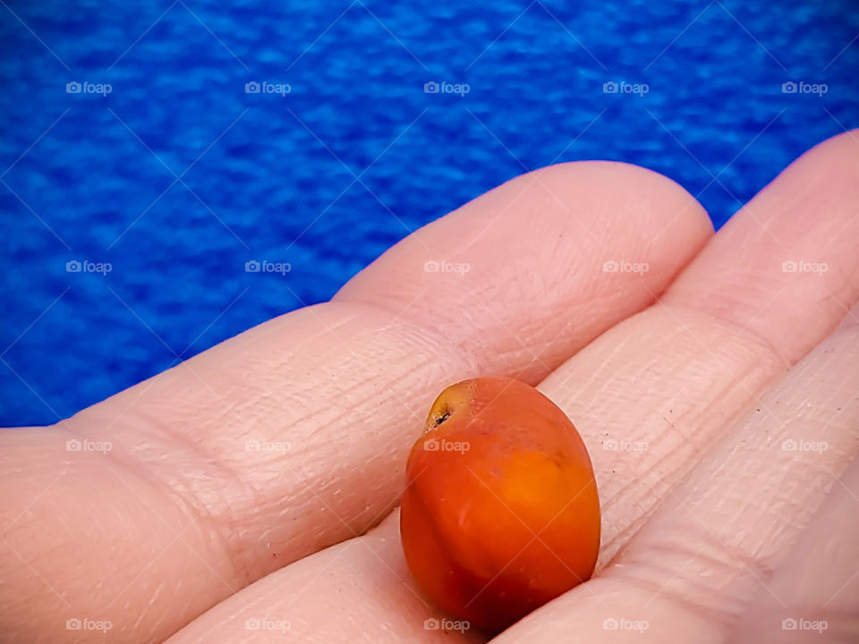 The bright red mescal bean comes from the small evergreen cherry mountain laurel tree. The bean is toxic and has psychoactive properties. It was used by many indigenous tribes of North America for ceremonies and medicine.