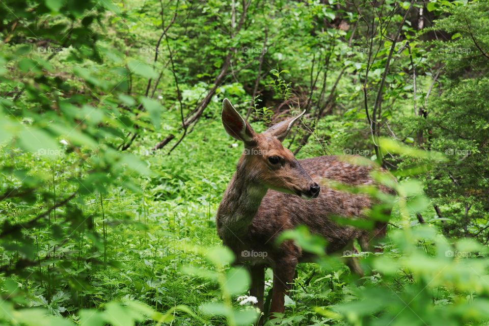 A deer hiding between bushes