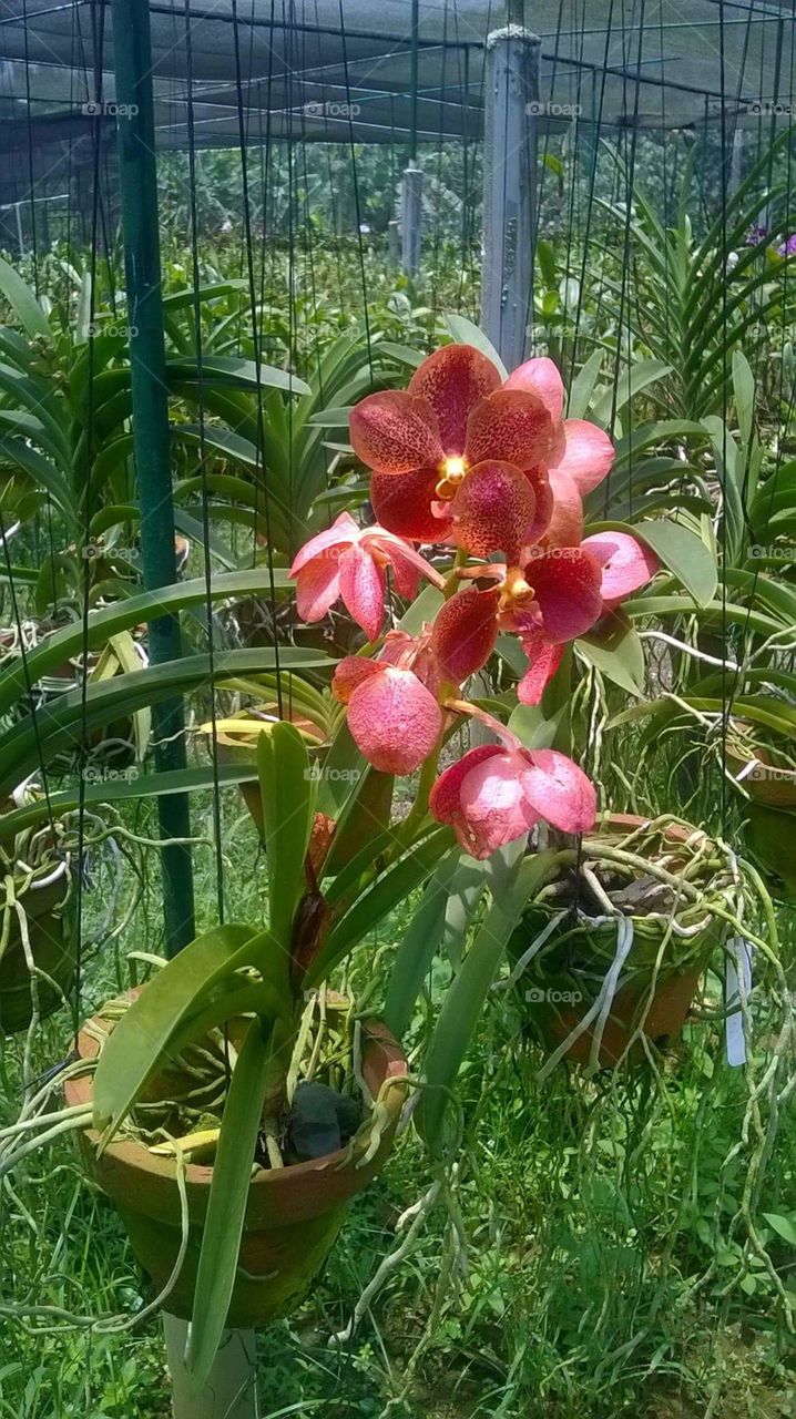 Beautiful Orchid. The home Plantation