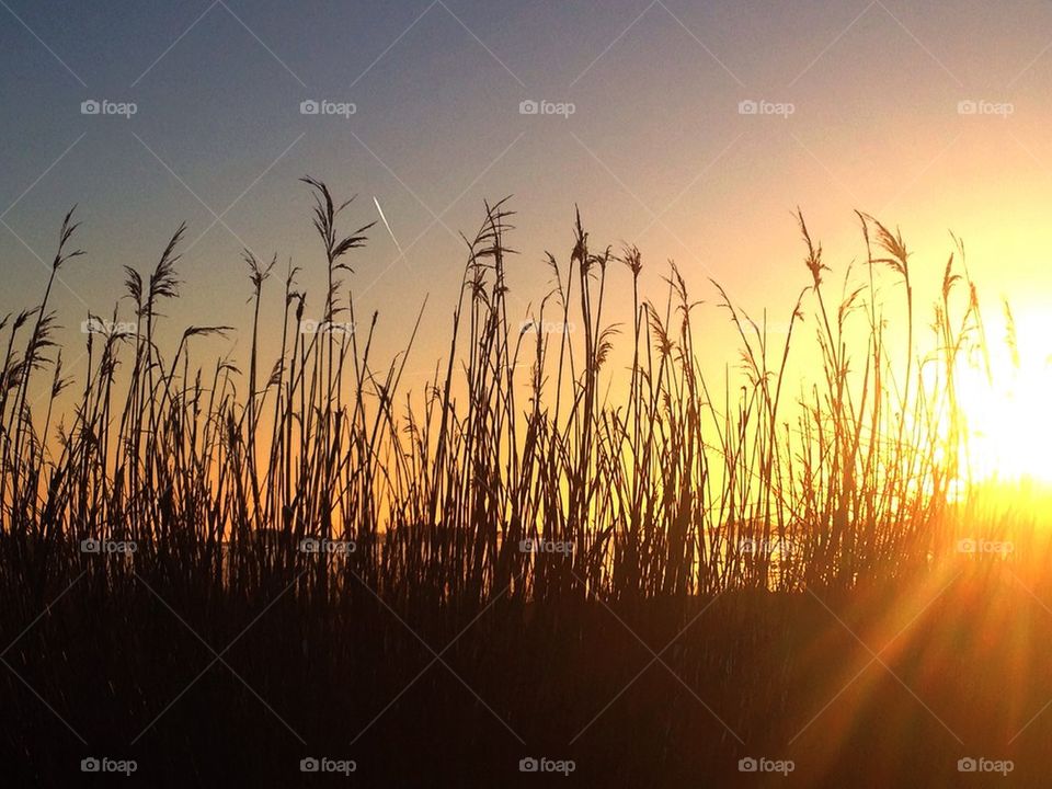 Straws at sunset