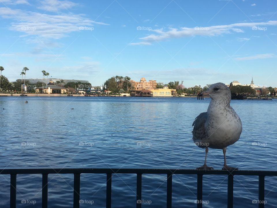 Disney epcot - Orlando - Florida bird