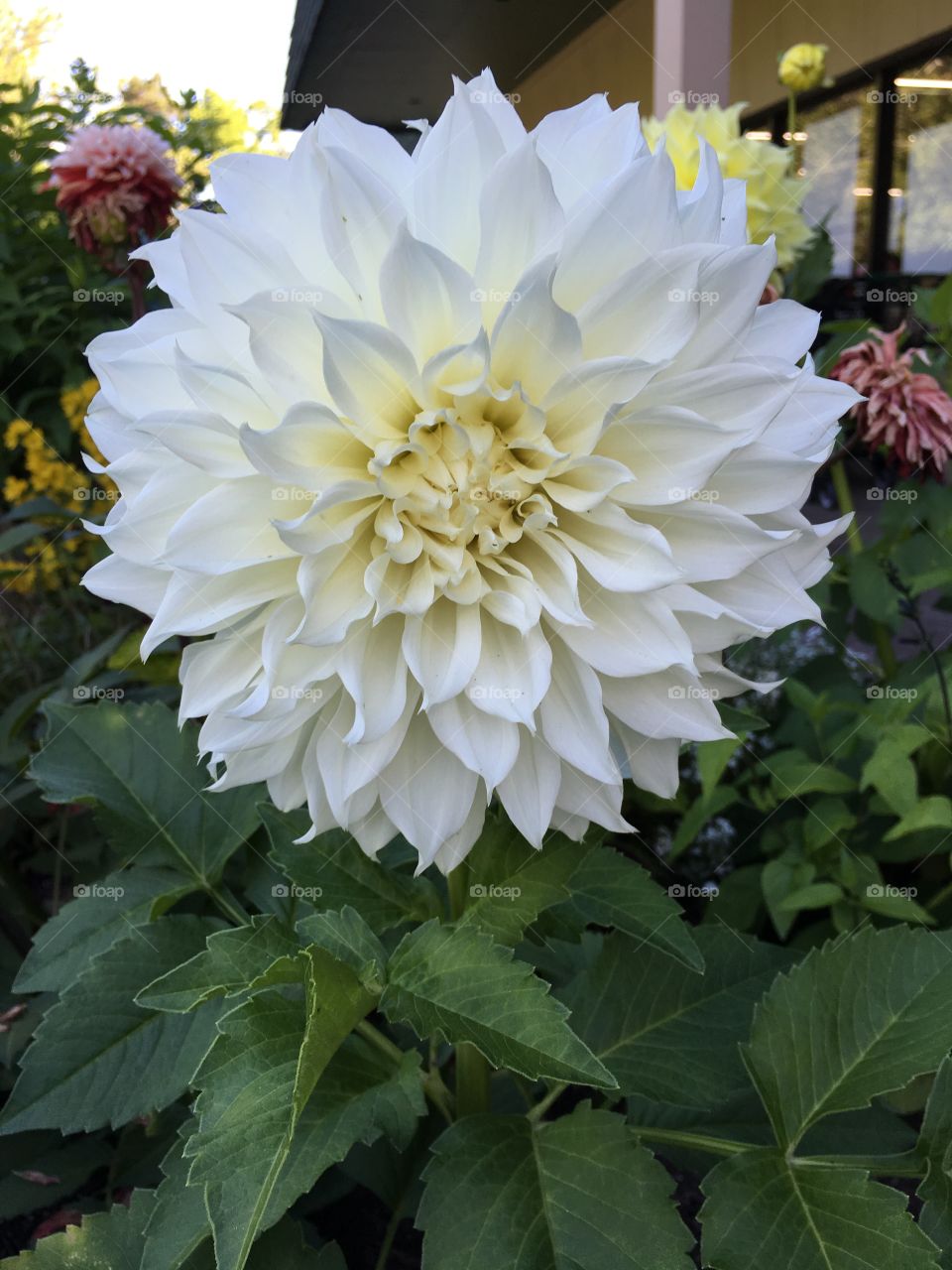 White Dahlia