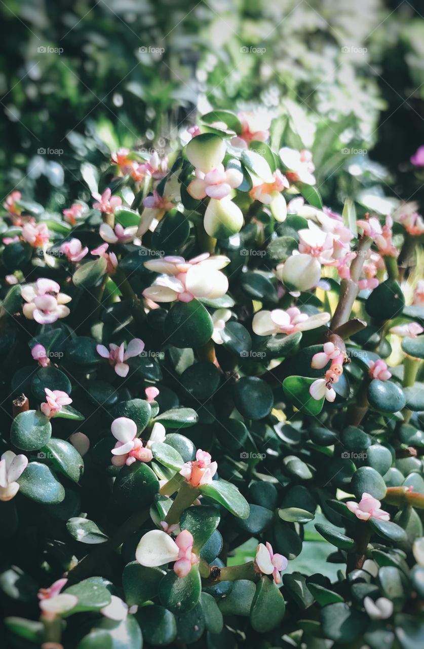 Flowers in the garden 