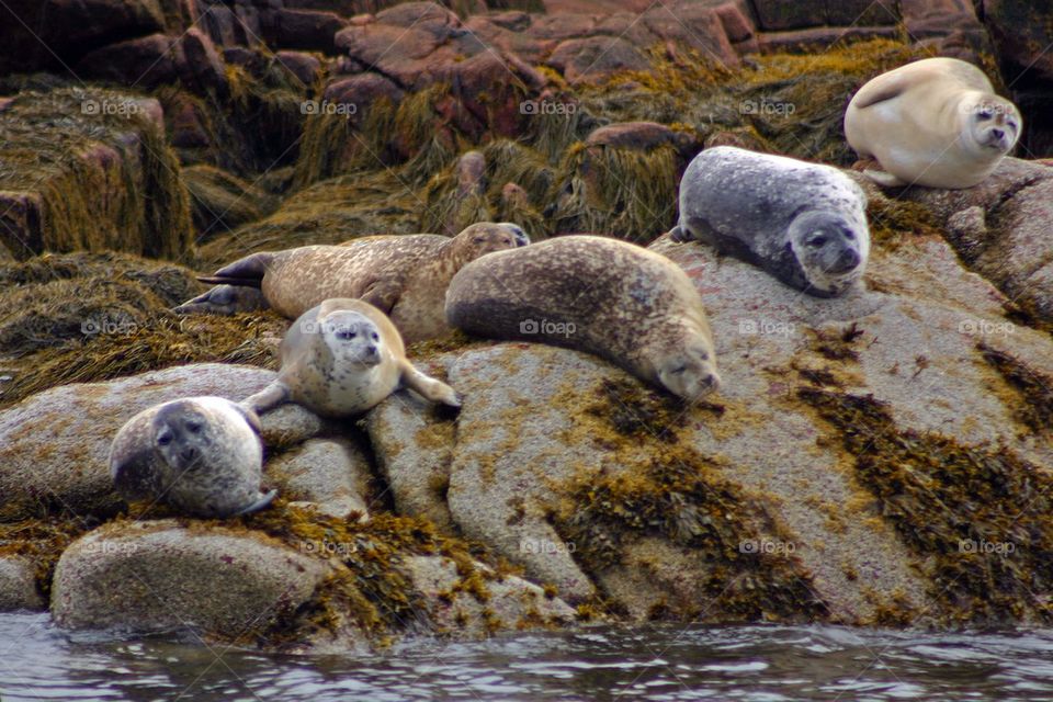 Harbor seals in Maine 