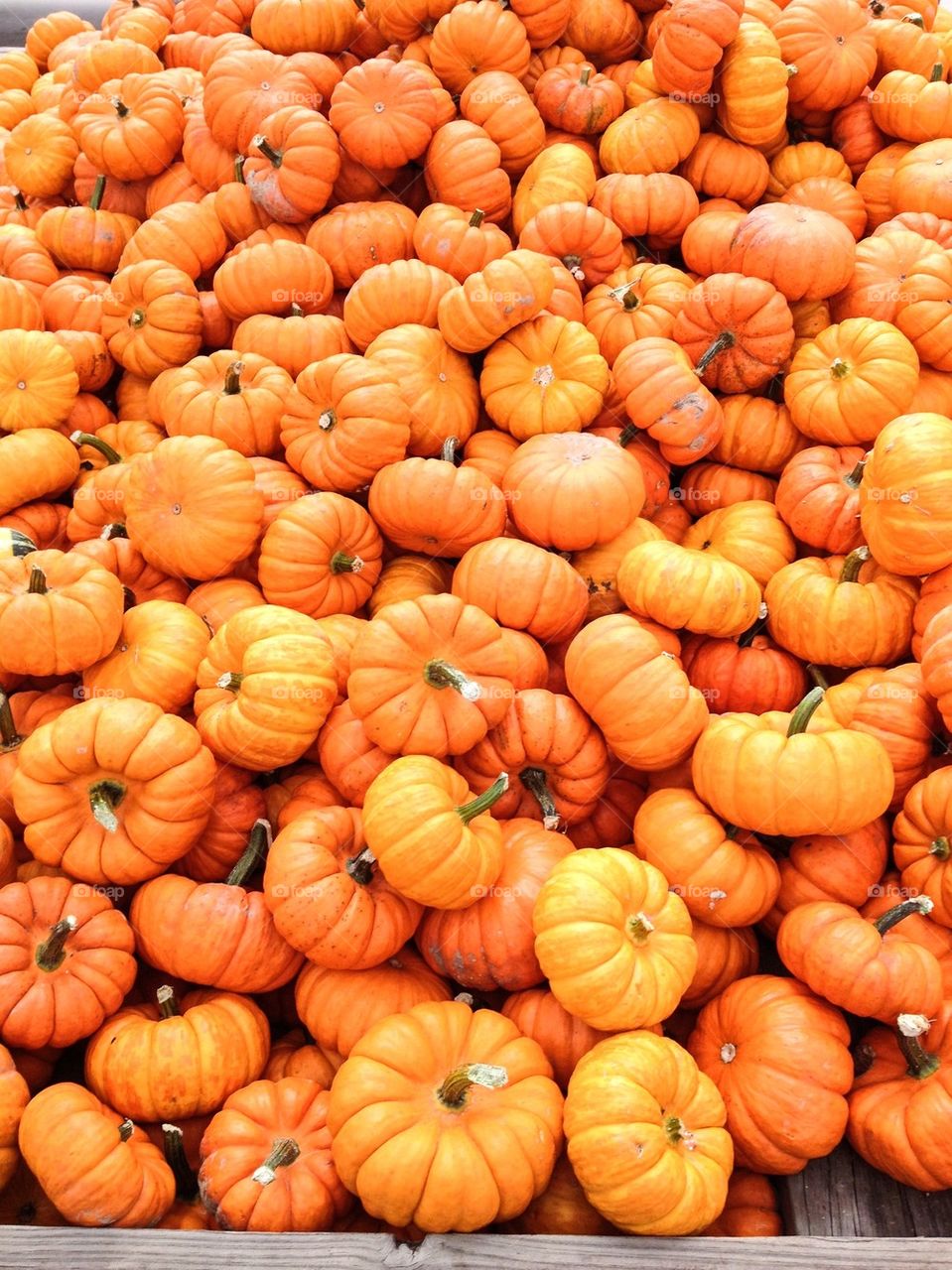 Mini pumpkins