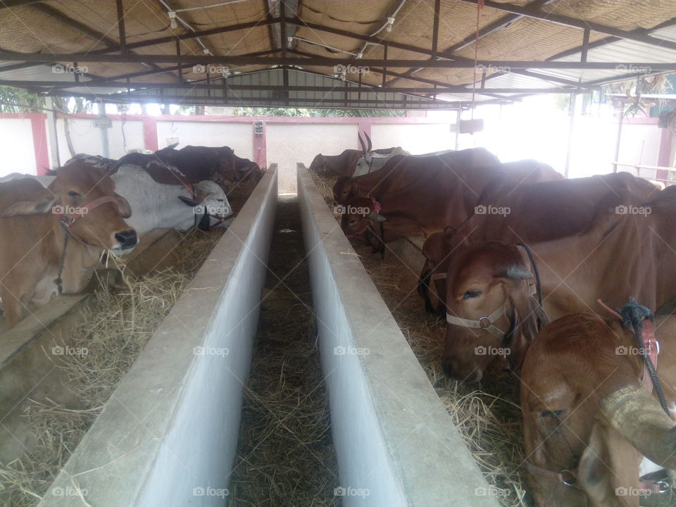 Indian Cow farm
