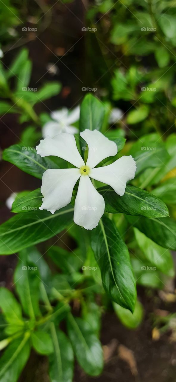 Beautiful White Flower #NaturalContent #Foap