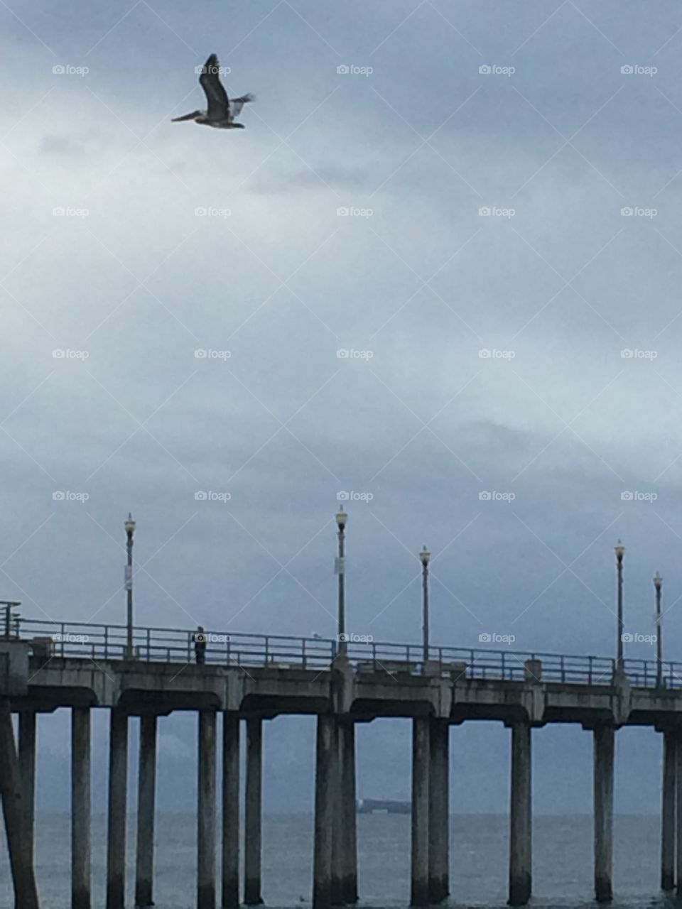 Even in a storm...fly on. Even in a storm...fly on!