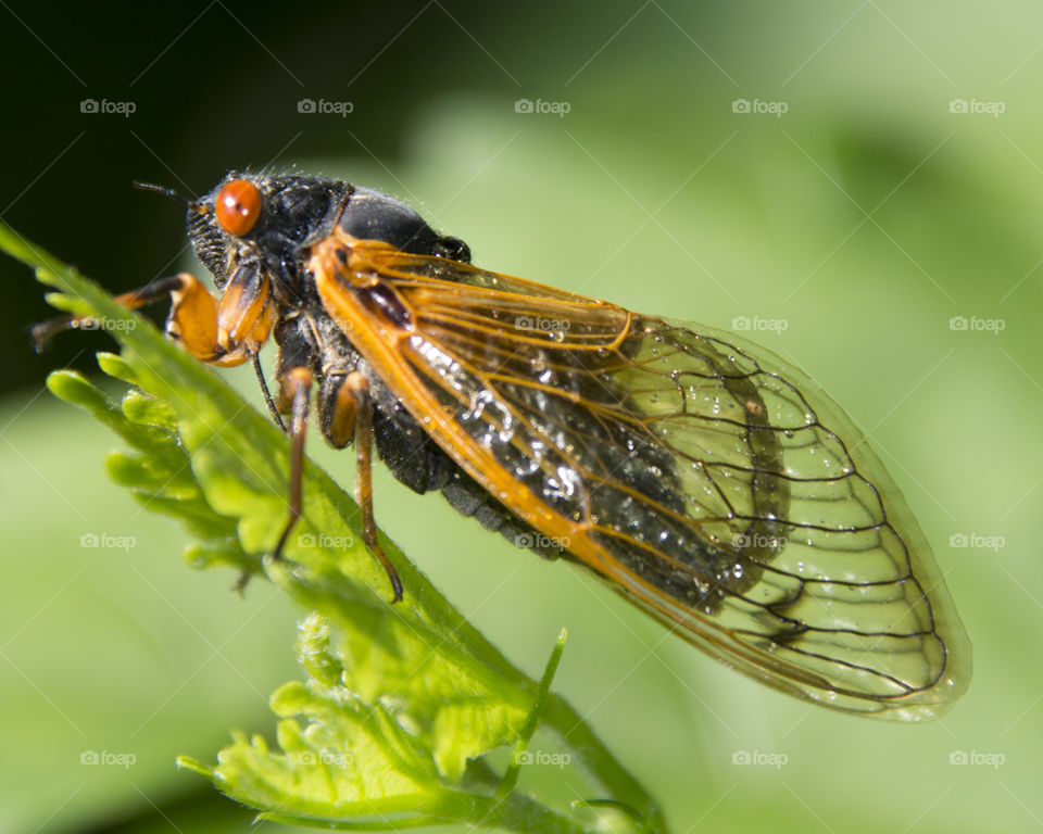 Adult periodical cicada 